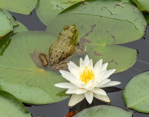 Frog and waterlily at Trustom Pond