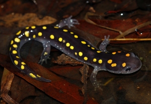 Spotted Salamander - Conocimiento de especies